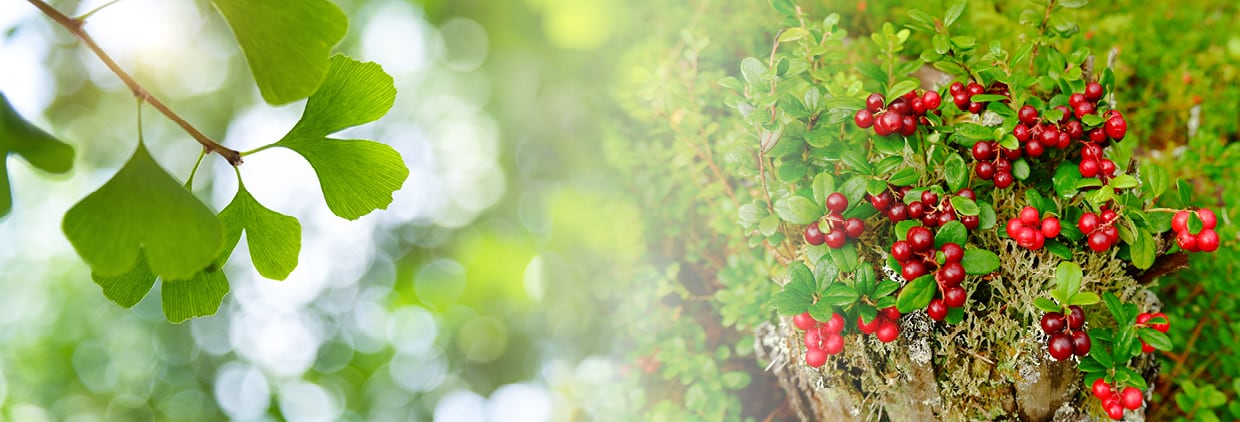 Ginkgo biloba extracts