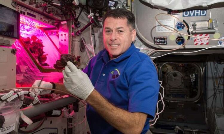 Intergalactic plant crop ideal as dietary supplement for space missions: Study 