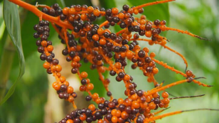 Not all saw palmetto extracts meet authenticity standards for prostate health