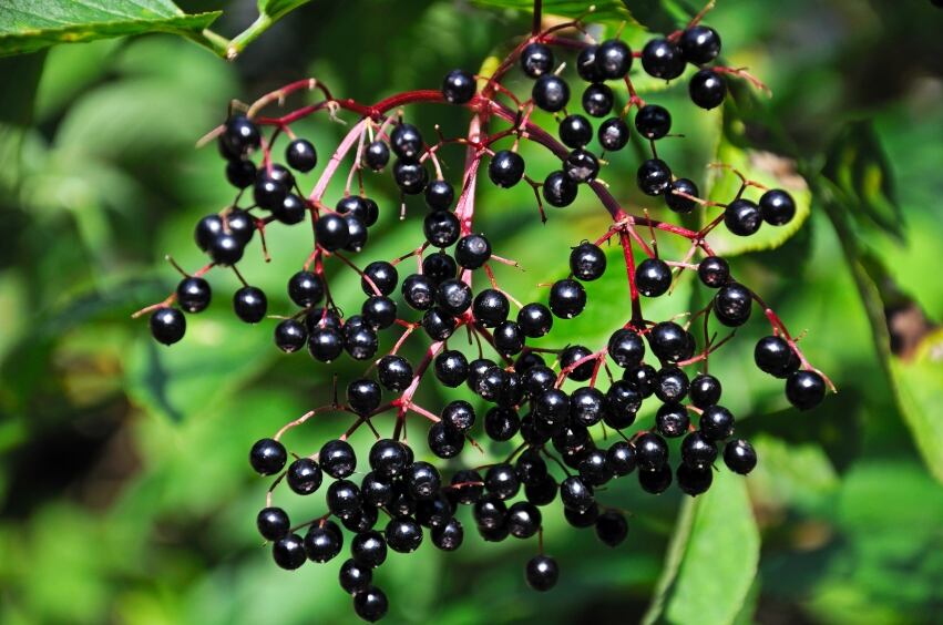 elderberry.jpg