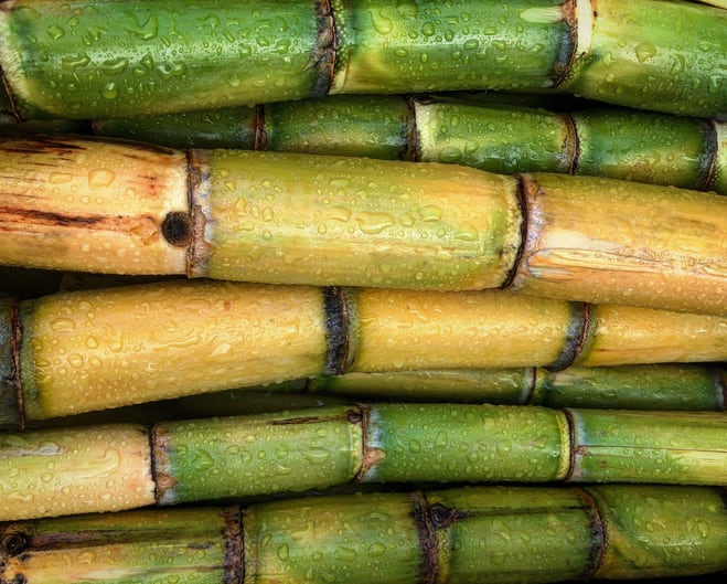 Sugarcane extract may protect against inflammation and neurological degeneration - preclinical study