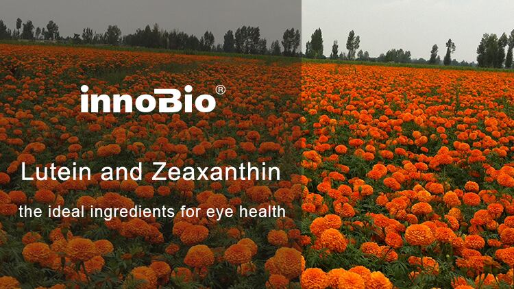 INNOBIO-R-Lutein-and-Zeaxanthin-the-ideal-ingredients-for-eye-health.png