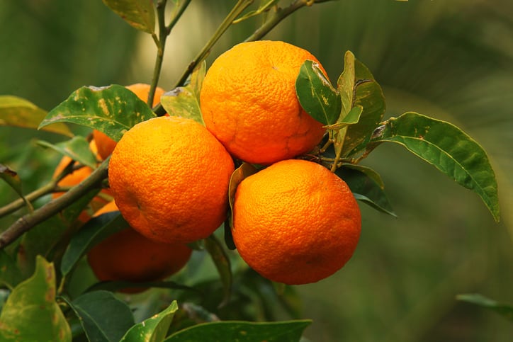 Bitter sweet: Korean study shows bitter orange may reduce body weight and cholesterol