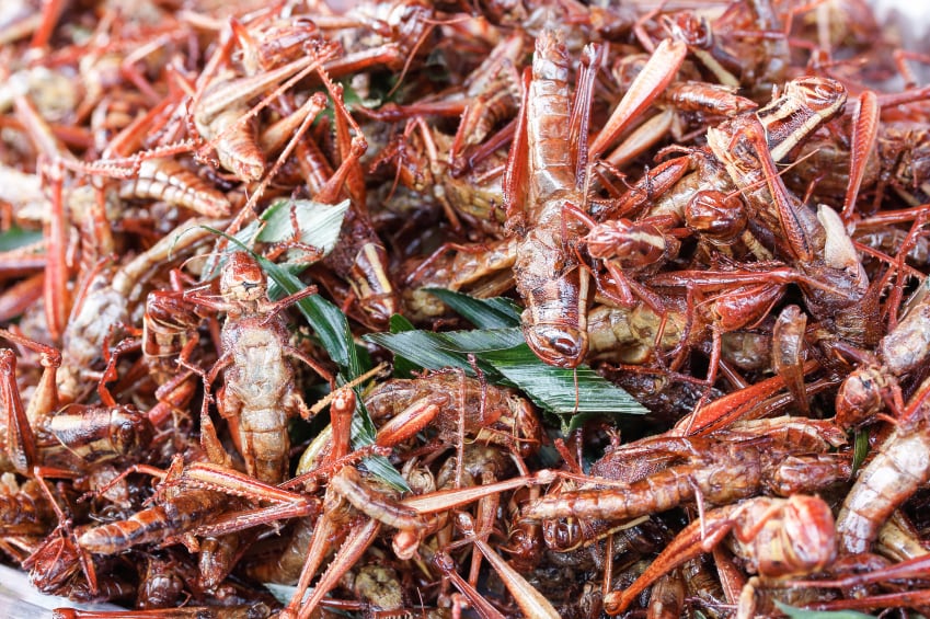 Grasshopper-food-credentials-sound-as-insect-leads-antioxidant-rich-list-Study.jpg