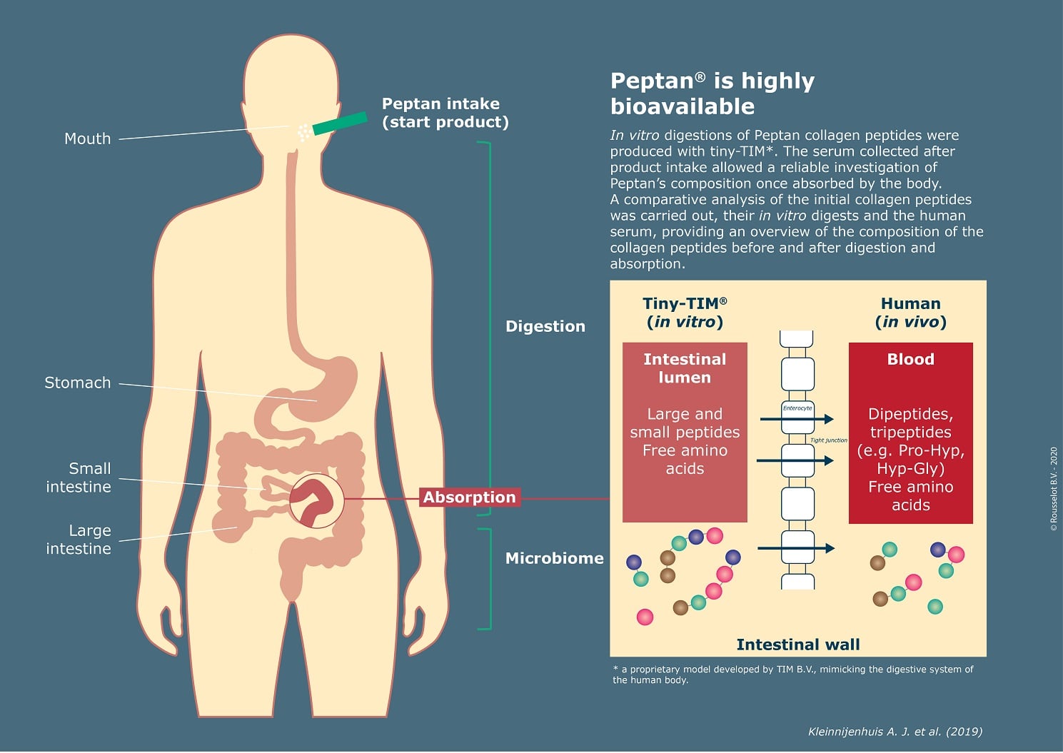 Pioneering-study-reveals-collagen-peptide-changes-during-digestion.jpg