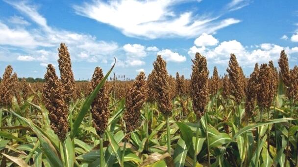 Grain.jpg