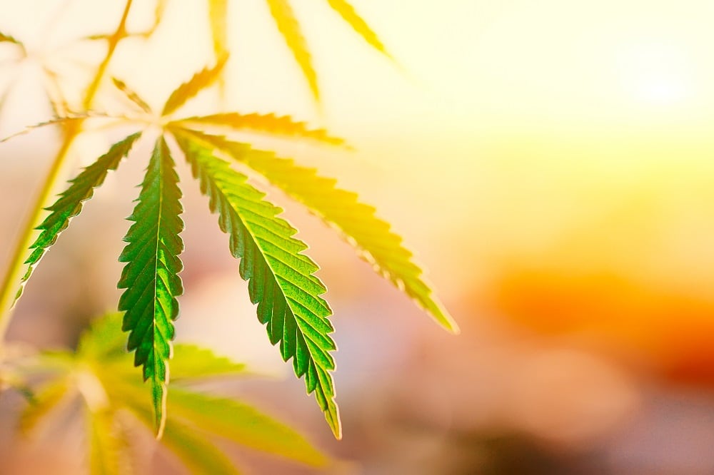 Hemp world takes steps toward legitimacy, but still has need for growth
