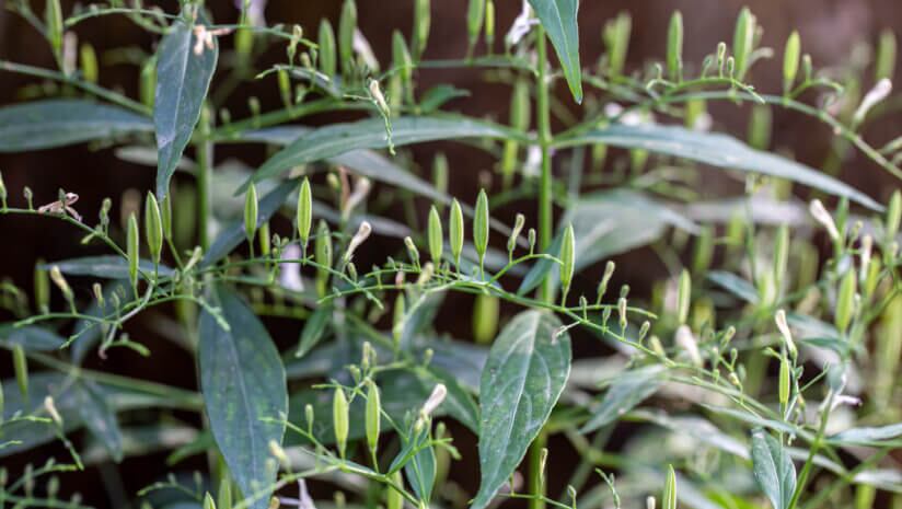 From Sept. 17. 2026, Andrographis paniculata-containing supplements sold in Australia will only be available through the registered medicines regulatory pathway, the TGA announced.