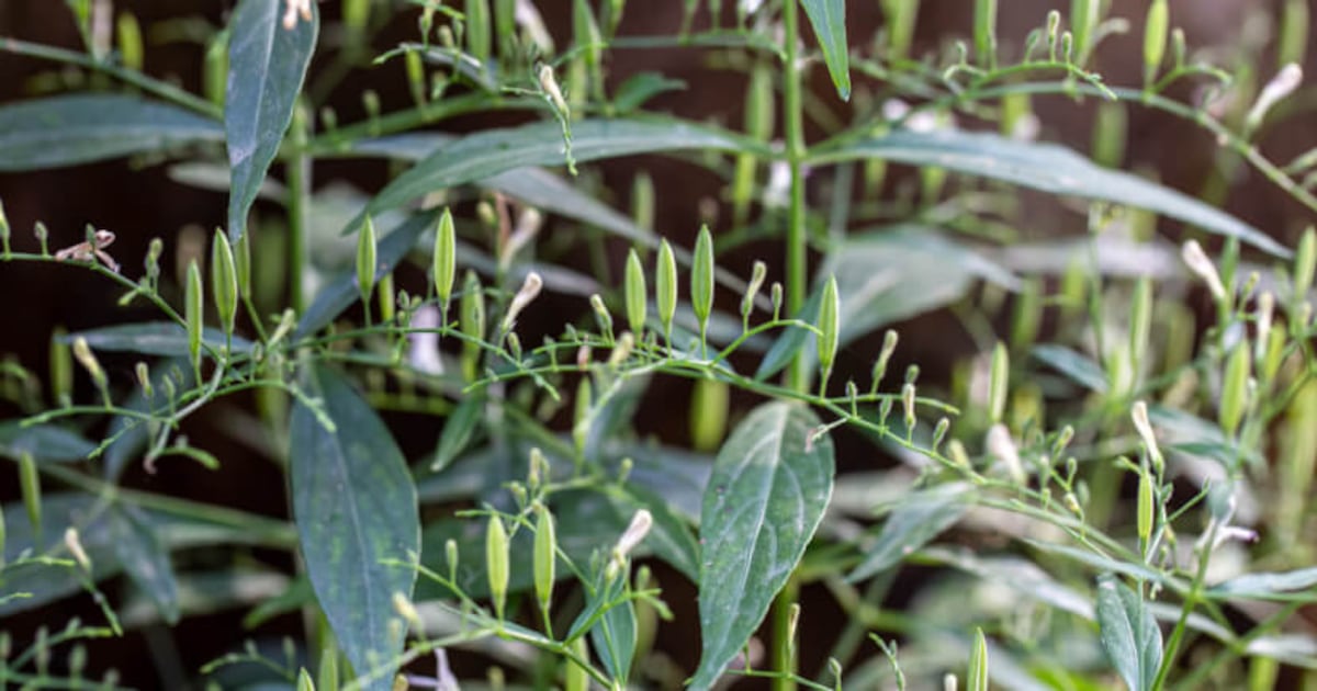 Industry, research experts surprised, disappointed at TGA’s Andrographis removal