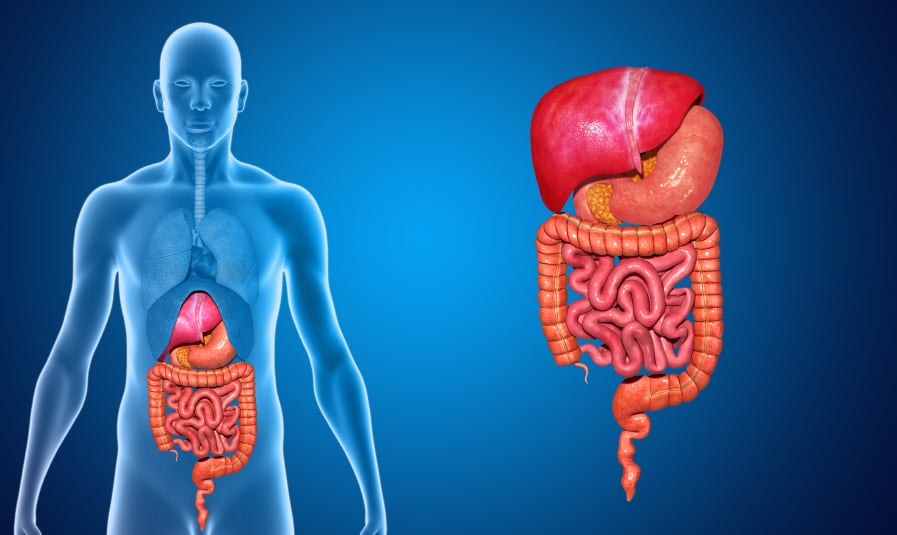 digestive-system-gut-stomache.jpg