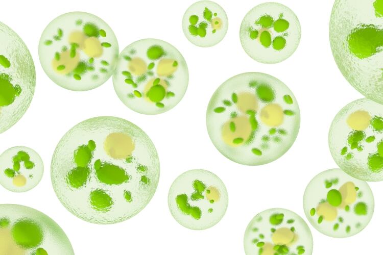 New dairy feed supplement can boost milk omega-3 levels