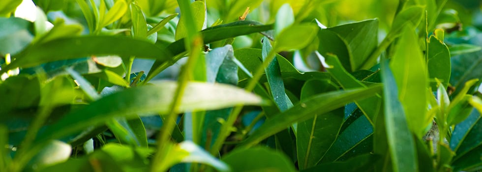 Organic-DHA-algae-oil-Satisfying-consumer-demand-for-dietary-supplements-and-environmental-concerns.jpg