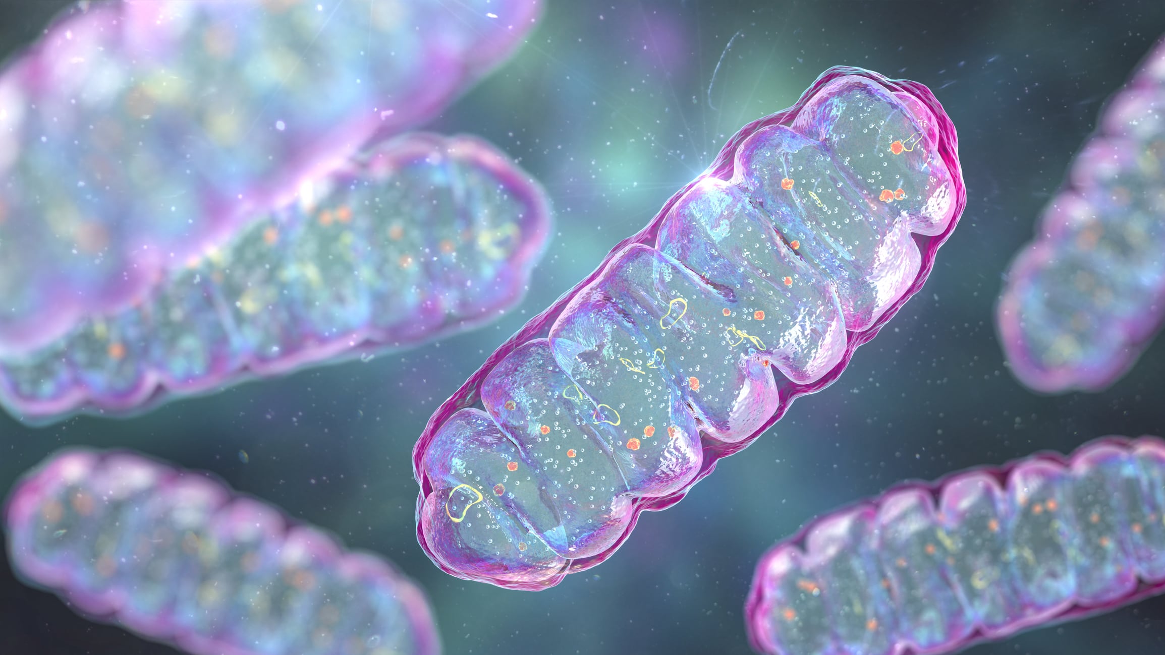 Mitochondria, membrane-enclosed cellular organelles producing energy, computer illustration.