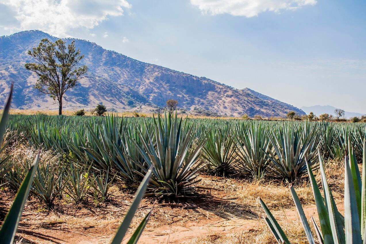 Agave-bagasse-supplement-demonstrates-prebiotic-potential-research-reveals.jpg