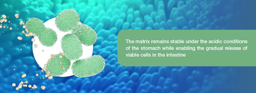 Probiotic formulation