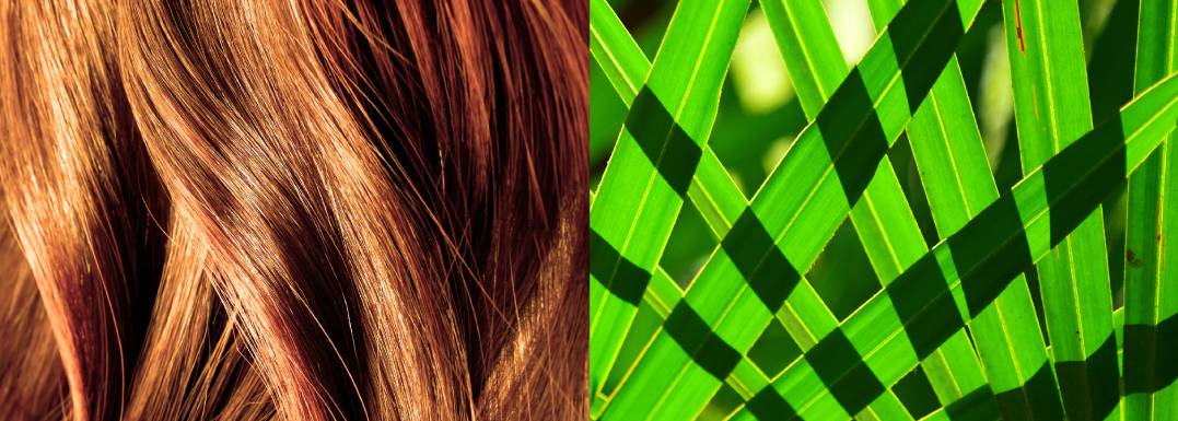 Hair-loss-treatment-with-saw-palmetto-by-Vidya-Herbs.jpg