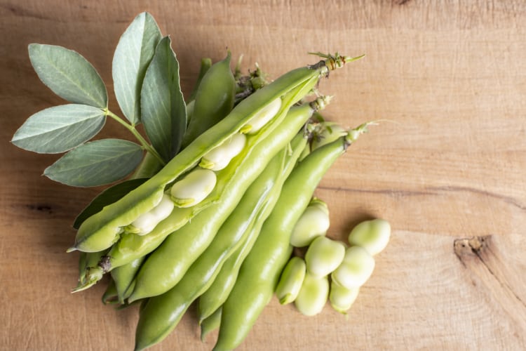 Fermented fava: A ‘new ingredient’ to fuel next gen plant-based innovation?