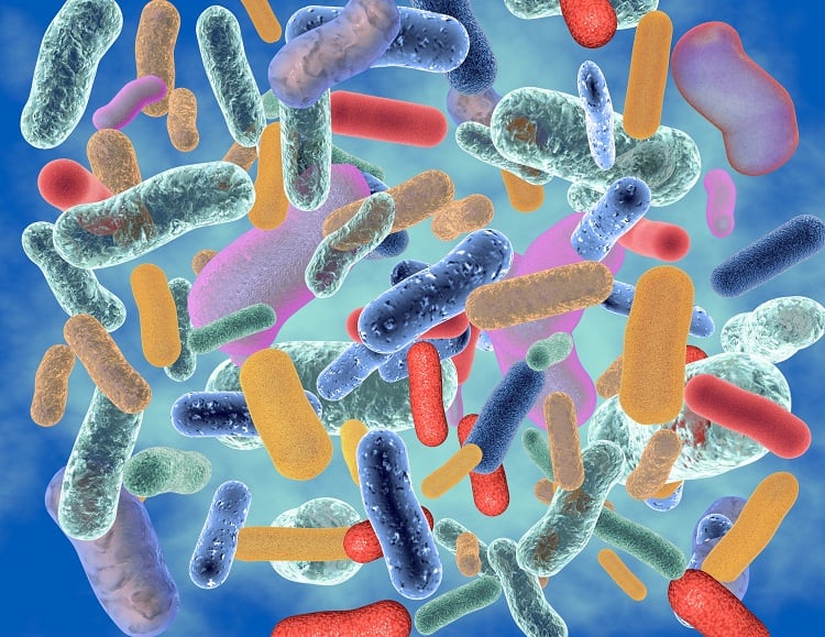 Researchers investigate gut microbiome and COVID-19 connection