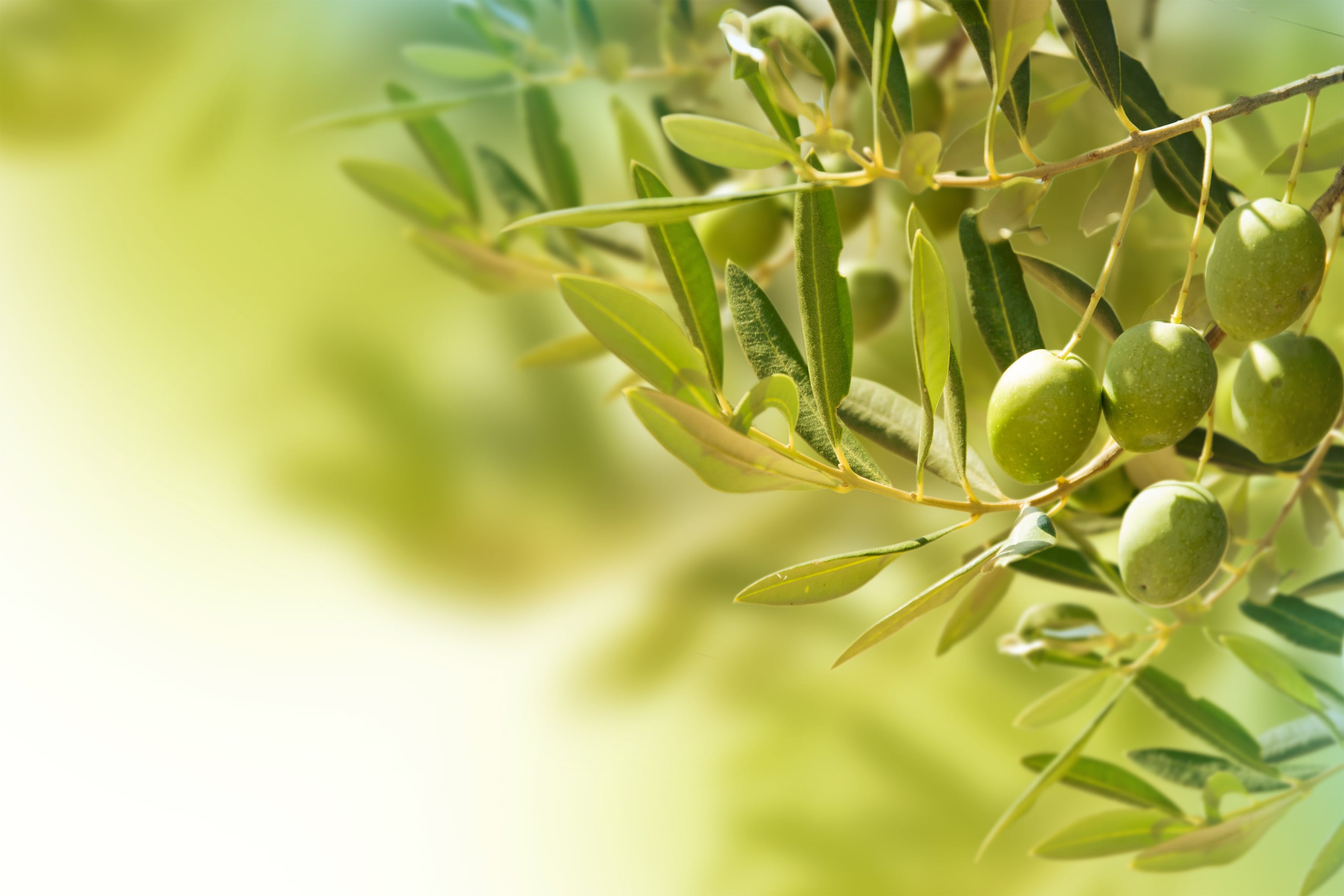 A one-gram daily dose of olive leaf extract may reduce systolic blood pressure by 11.45 mmHg and diastolic blood pressure by 4.65 mmHg