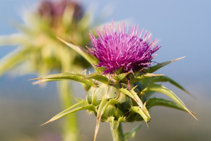 Milk-thistle-vitamin-C-E-most-trusted-for-liver-care-among-China-s-night-owls.jpg