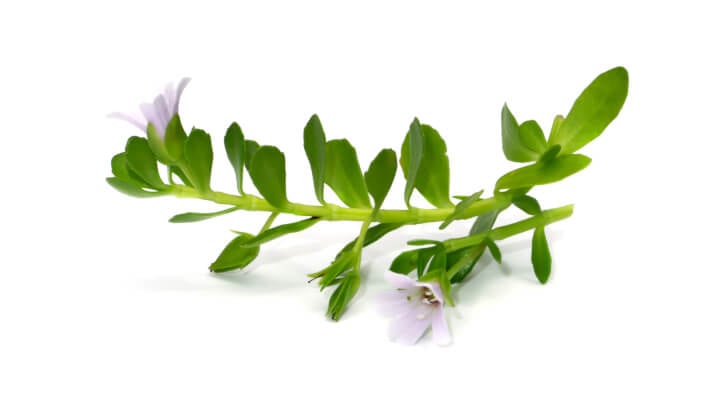 Bacopa-and-the-brain-Study-highlights-mood-and-memory-benefits.jpg