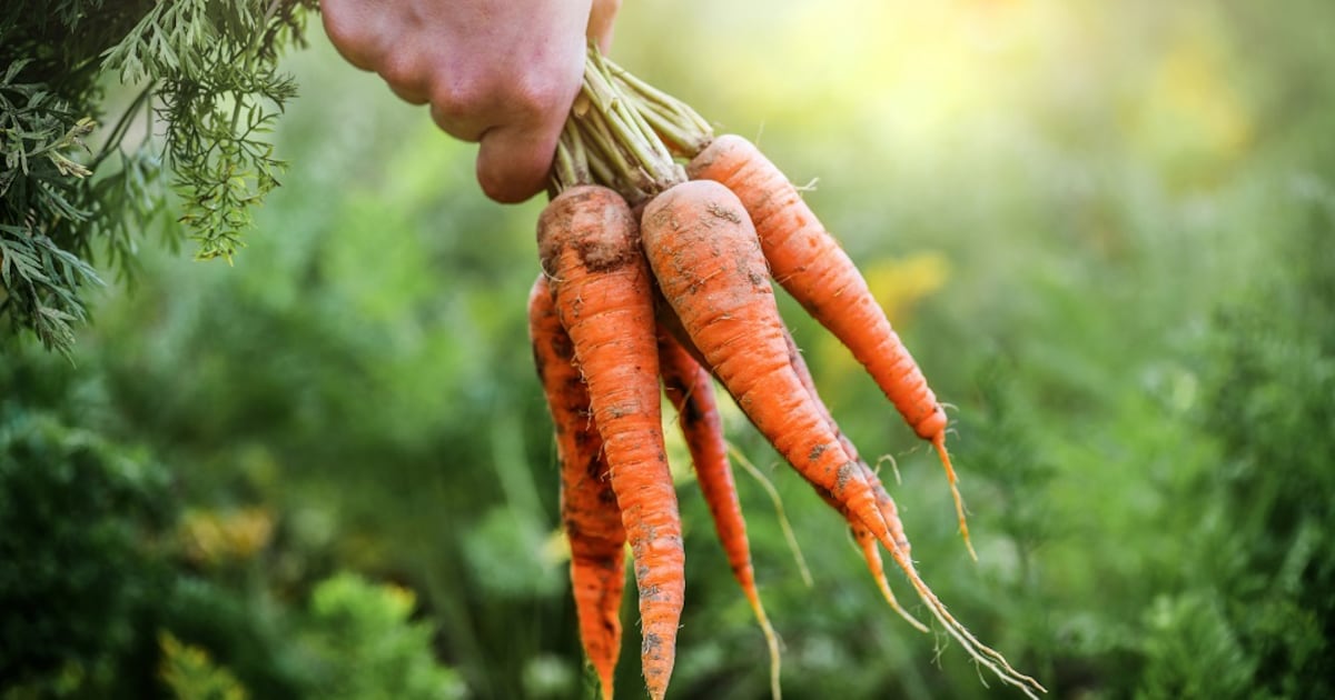 Ingredion strengthens functional fiber portfolio with Benicaros acquisition