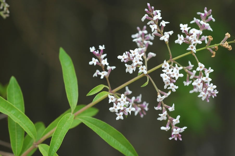 Study-finds-sleep-benefits-of-Monteloeder-lemon-verbena.jpg