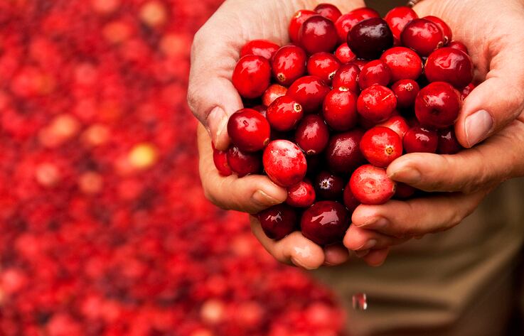 Prebiotic potential of cranberry pomace fractions detailed in study
