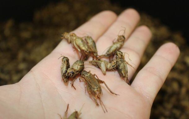 Crickets-picture-by-little-herds.jpg
