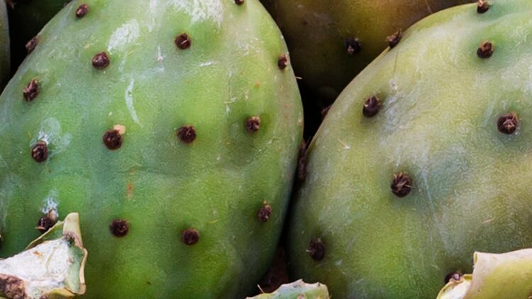 Prickly pear could help manage hyperglycaemia, review says