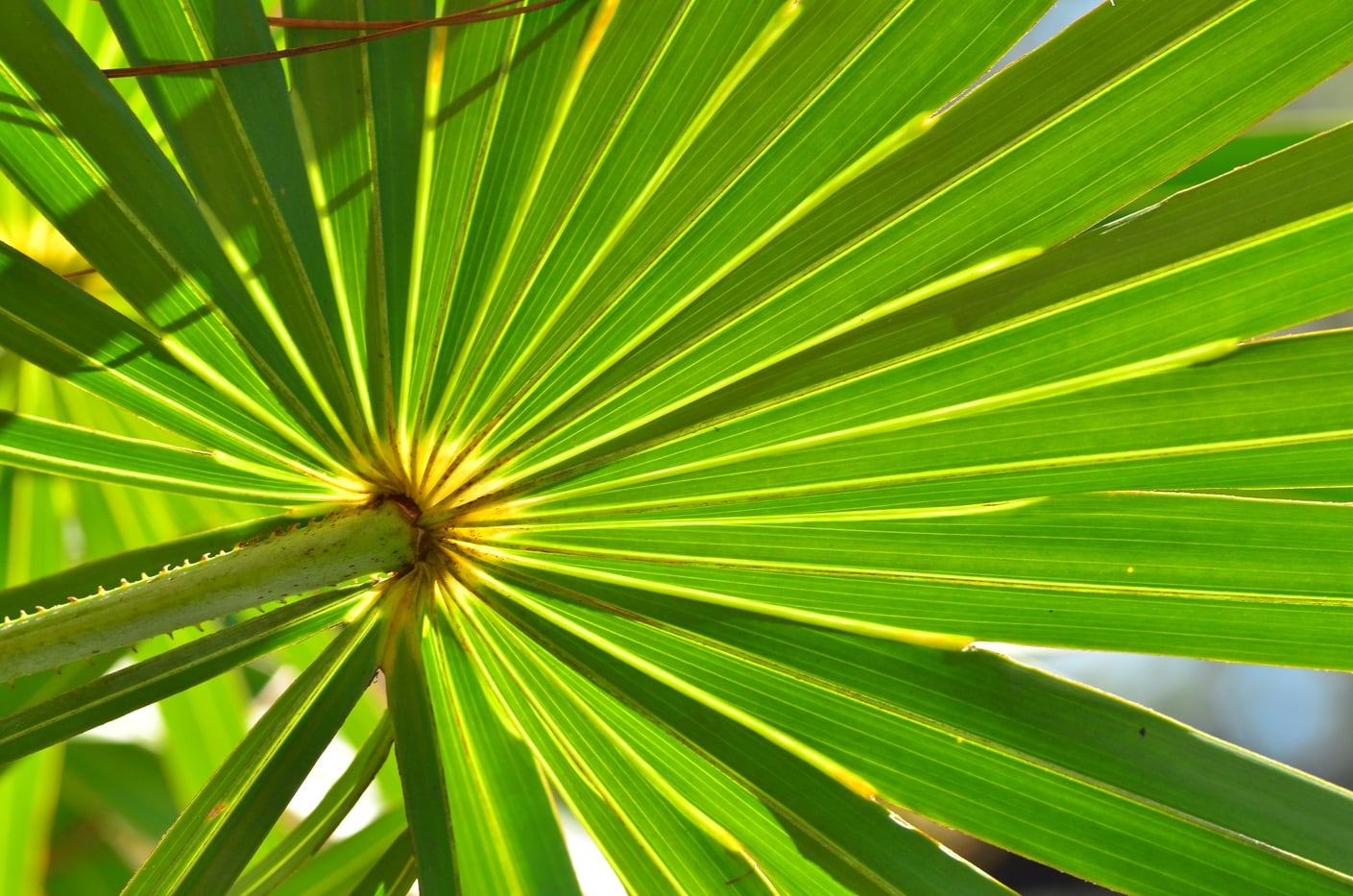 BAPP publishes Saw Palmetto Berry extract lab guidance document