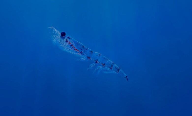 Aker-BioMarine-to-reduce-CO2-emissions-by-half-before-2030.jpg