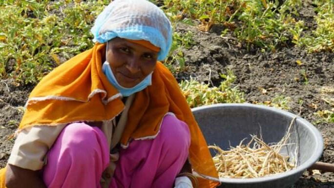 Getting to the root: Why ashwagandha's true power lies underground