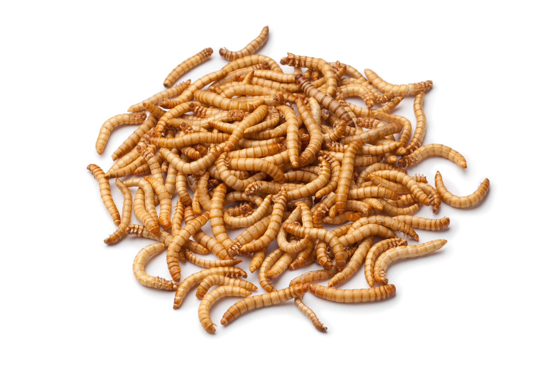 Mealworm-insect-protein-for-sports-nutrition-Maybe-not-suggests-new-Danish-data.jpg