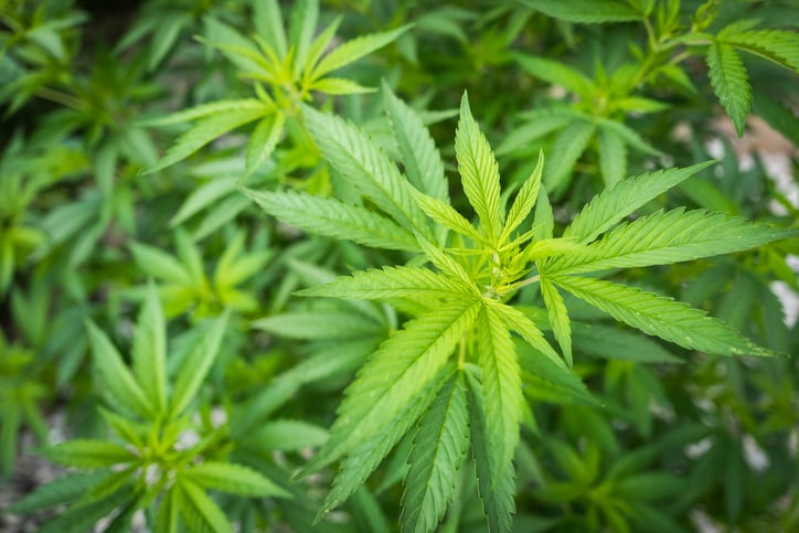 UK-s-FSA-unveils-list-of-permitted-CBD-products.jpg