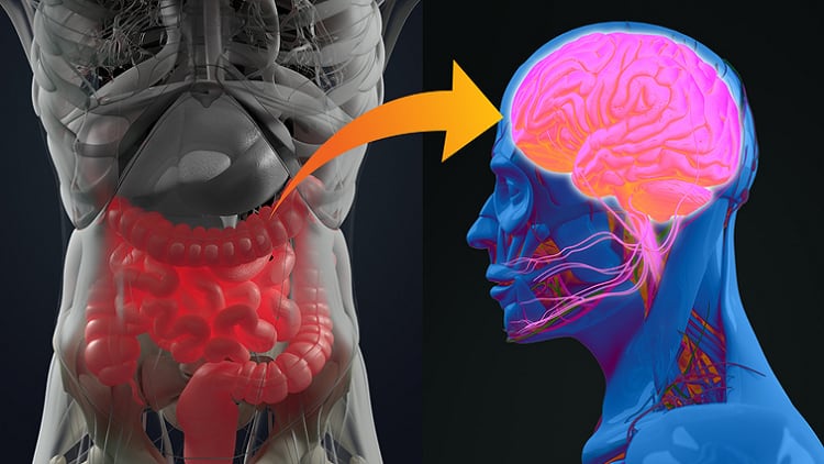 Hot Right Now: Medlab on microbiome modulation and improving cognitive disorders, Arbovitae expands physical retail and more 
