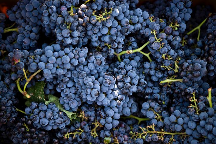 Study shows grape seed extract speeds oxygen delivery to working muscles