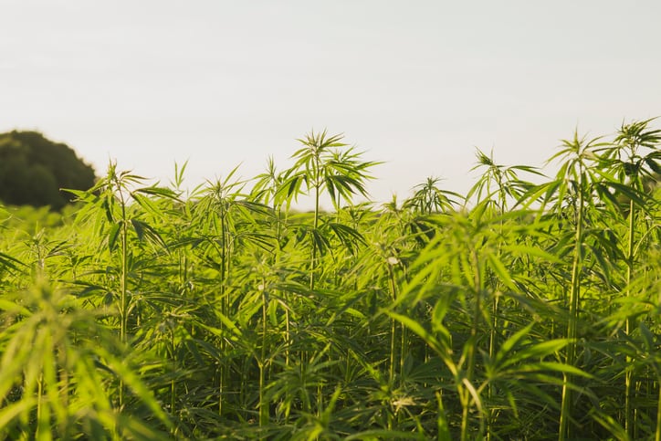 Flood of synthetic cannabinoids threatens to undermine CBD market, experts say