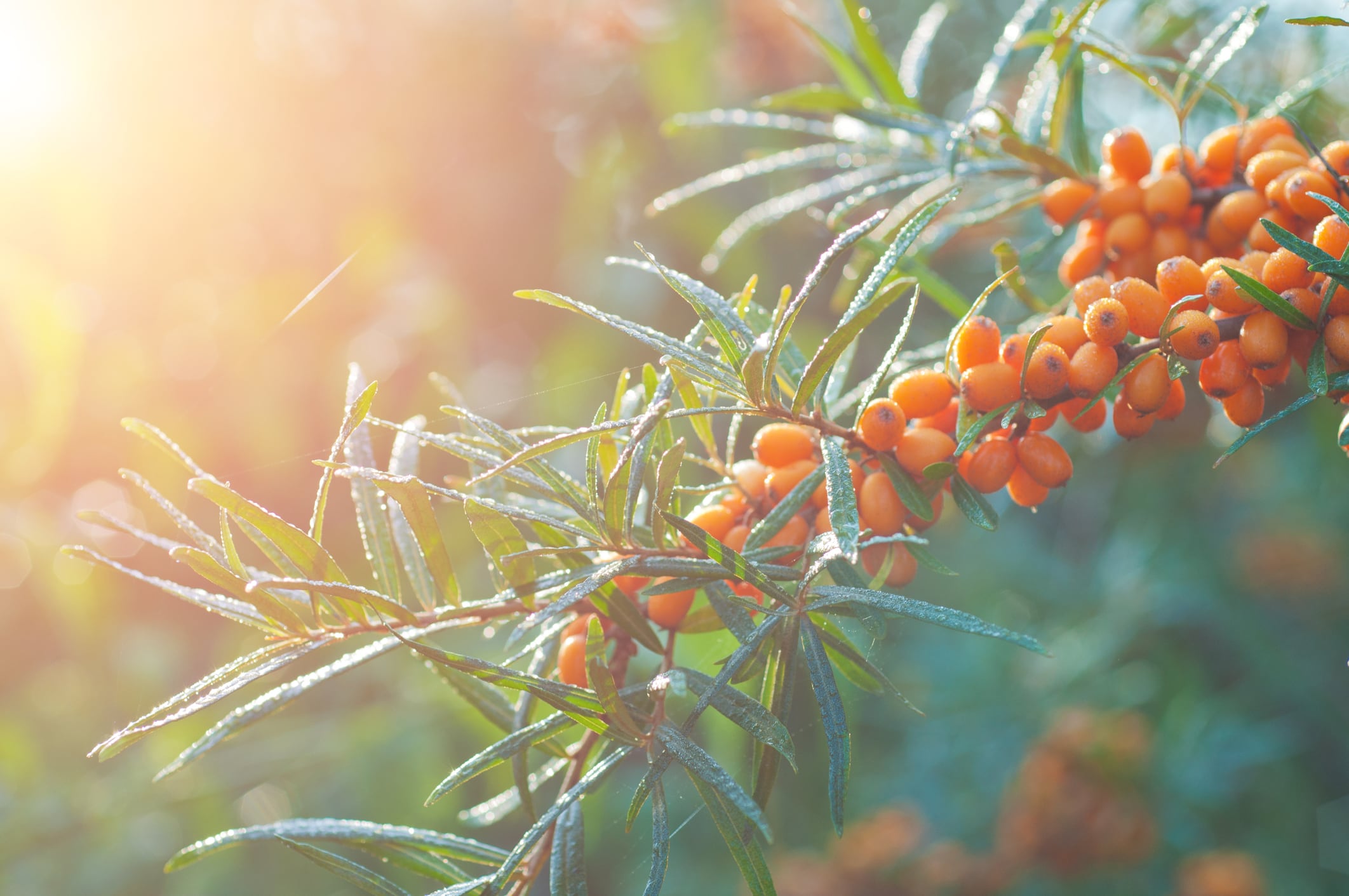 Sea-buckthorn-may-modulate-gut-microbiota-to-improve-metabolic-profiles-Study.jpg