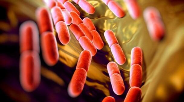 Winclove confident next-gen platform will accelerate probiotic production 