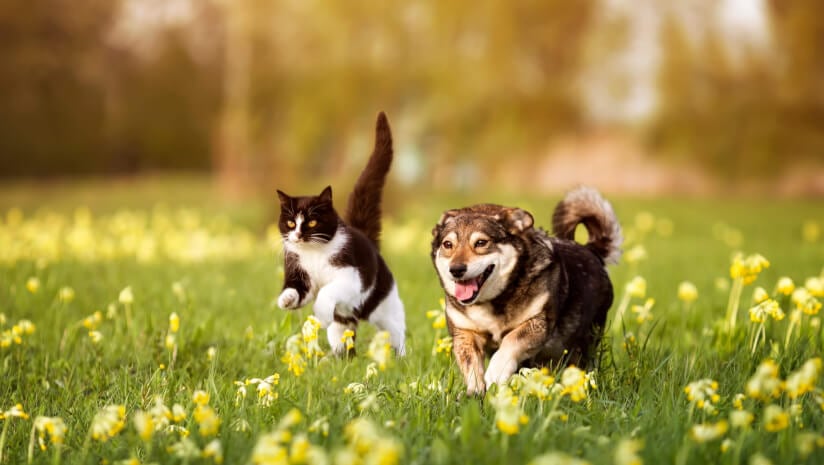 Keeping pets active through better joint health: A multi-layered approach
