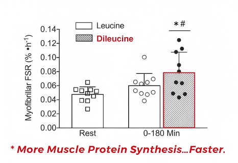More muscle protein synthesis with dileucine