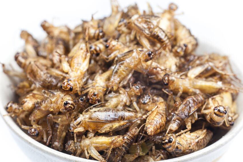 fried-crickets-bugs-insects-iStock.com-peterkai.jpg