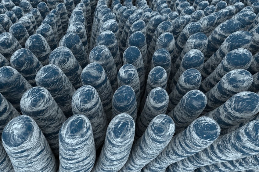 intestine-gut-digestion-probiotics-Dr_Microbe.jpg