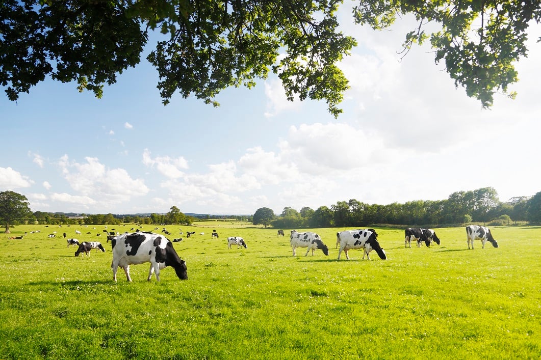 FrieslandCampina-to-spotlight-gut-health-innovations-and-sustainable-solutions.jpg