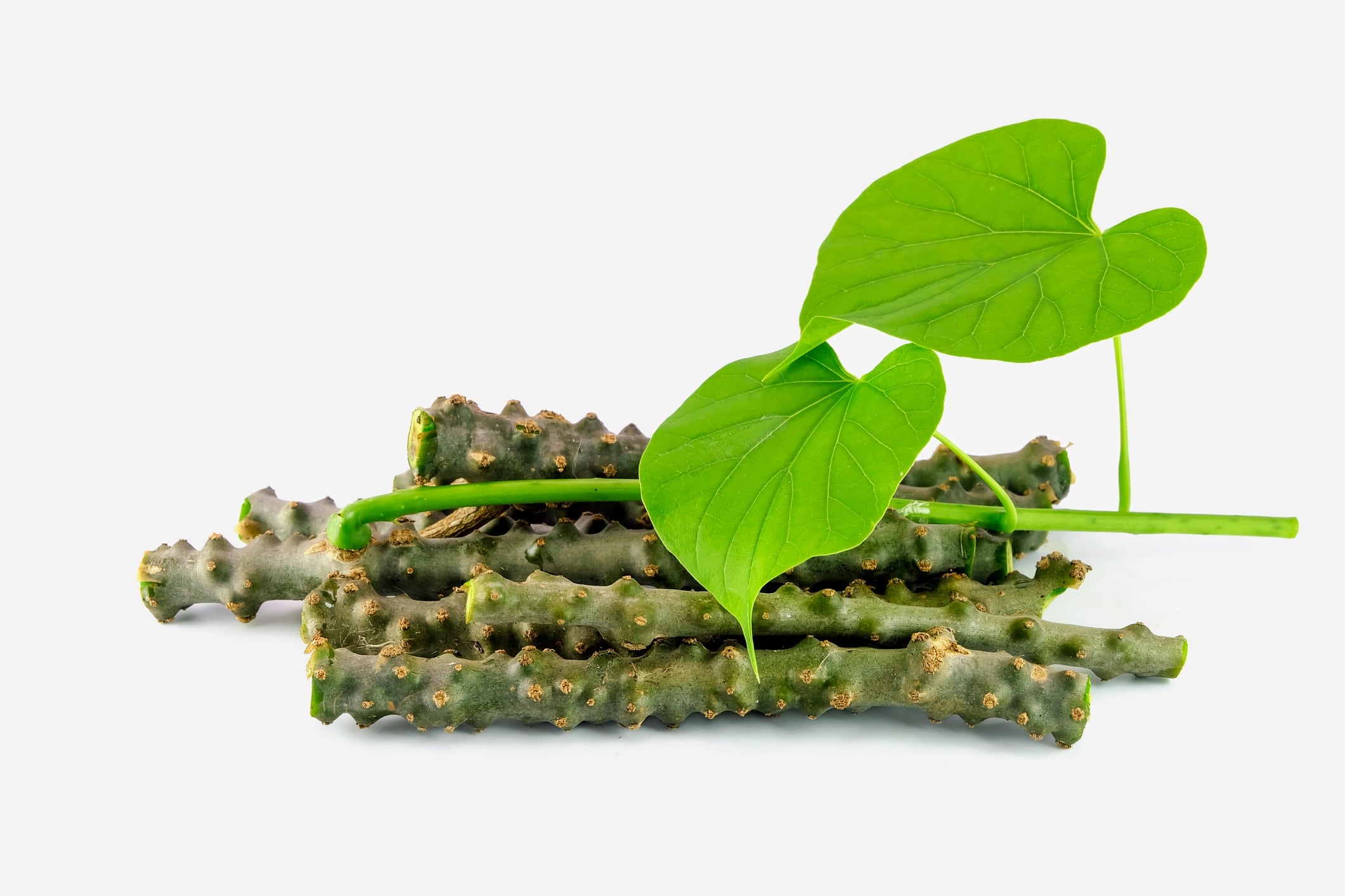 Tinospora extracts show cognitive and mood potential for middle-aged women