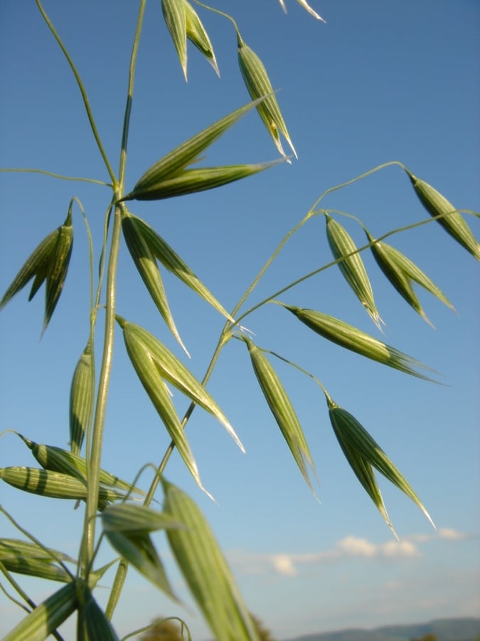 Optimized-photo-oat-2-Neuravena.jpg