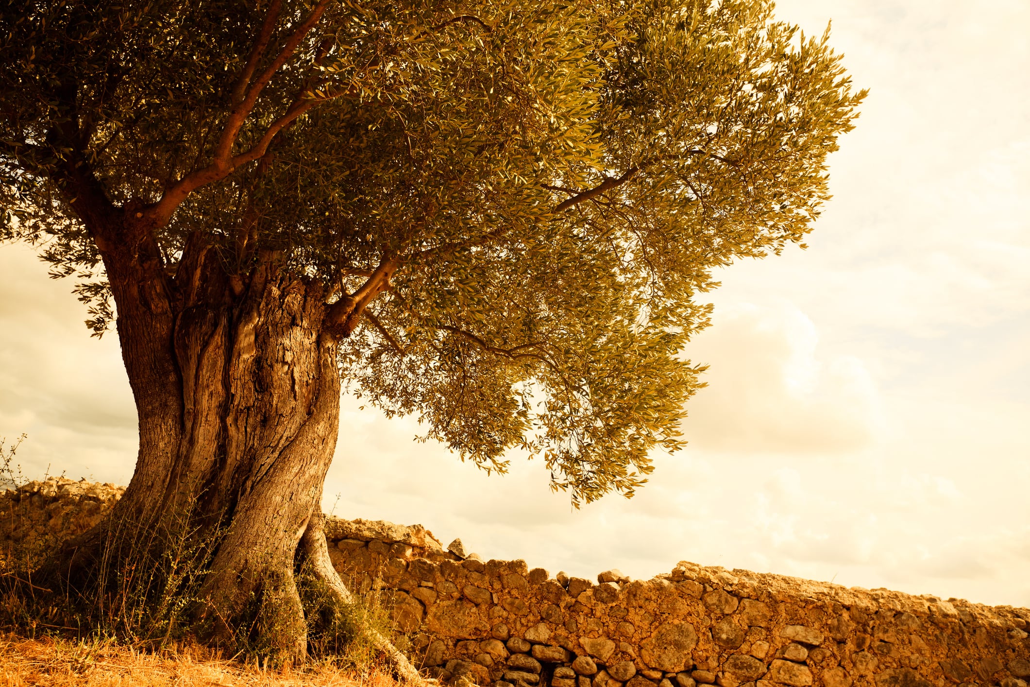 "Over 100 years old olive tree in Spain, Mallorca"