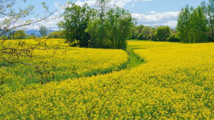 "Volumes impacted by lower ingredient sales". DSM-Firmenich AG sees sales decline in Q2  