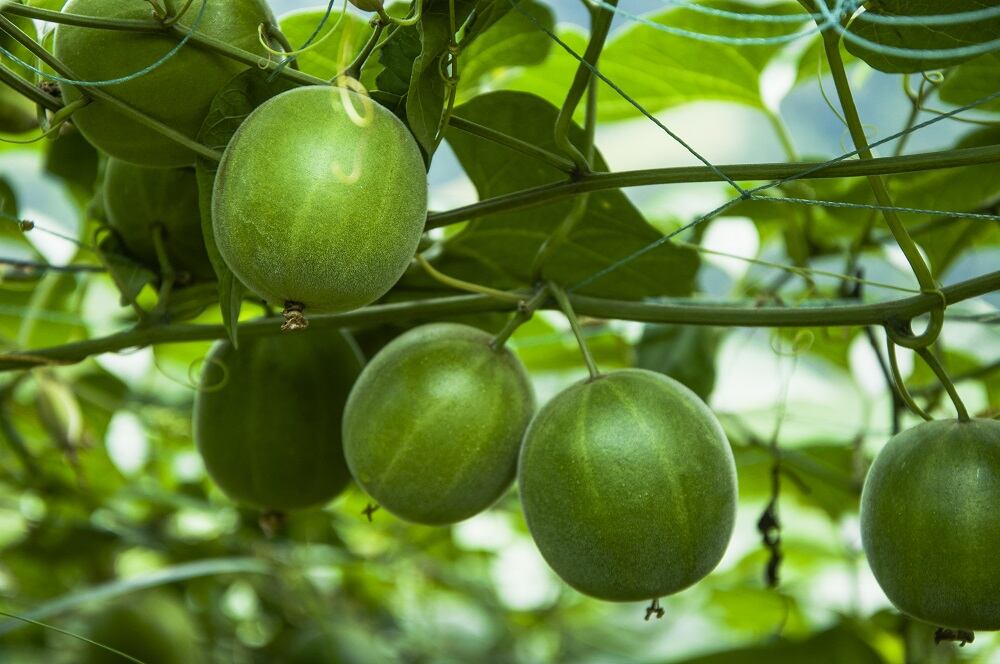 Monk-fruit.jpg